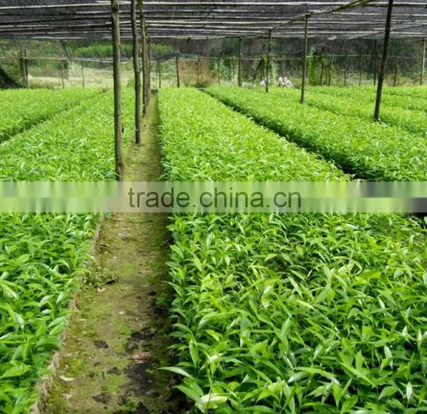 AGARWOOD SEEDLING photo-6