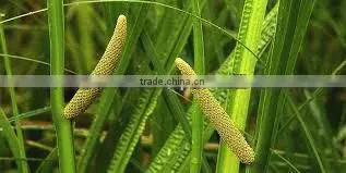Supplier of Calamus Essential Oil photo-4