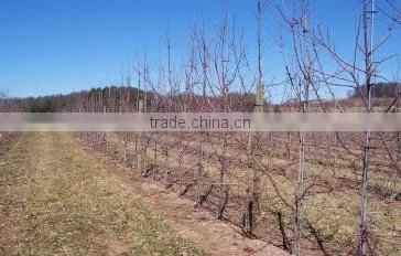 Fiber Reinforced Plastic FRP Stake for Nursery Fruit Trees photo-4