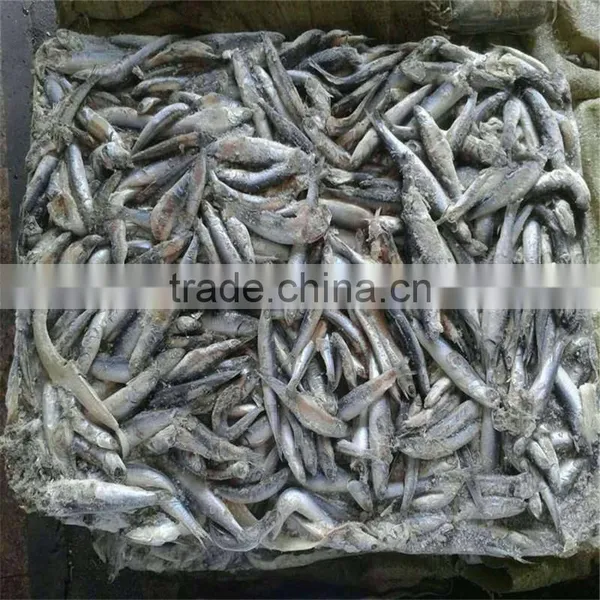 Hot Sales Land Frozen Anchovy for Bait photo-2