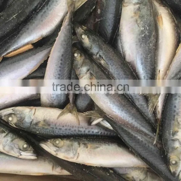 Frozen Mackerle Scomber Scombrus/ Scomber Japonicus Sea Frozen photo-4