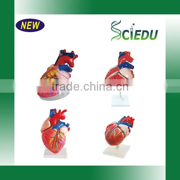 Human Heart Anatomical Model photo-3