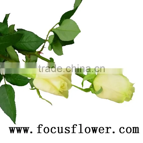 Supply High Quality Fresh Cut Red Color Rose Flowers Natural Rose Flowers Vendela Rose With 0.8_1.2kg/bundle From Kunming Ecuado photo-2