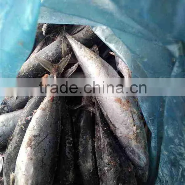 Head off Gutted Tail off Frozen Bonito Fish Auxis Thazard photo-4