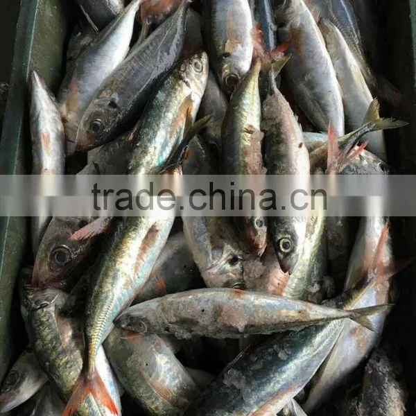 Red Tail Scad Fish /round Scad Fish