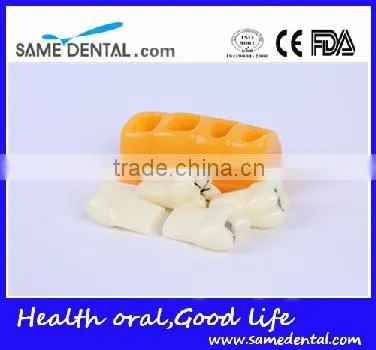 Pit and Fissure Model Dental Eduction Assitant No. DEA-19 photo-3