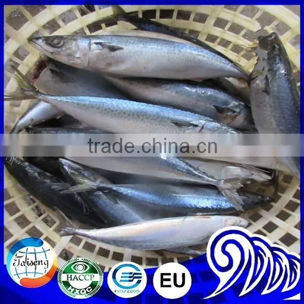 Frozen Mackerel Price Indian Mackerel Pacific Mackerel photo-4