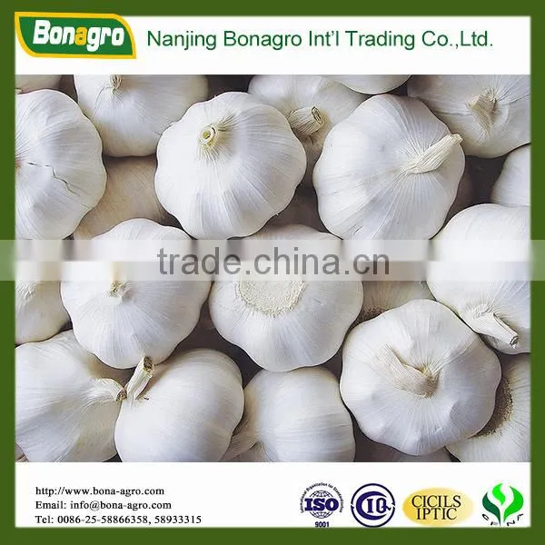 Garlic/Natural Garlic/Fresh Garlic