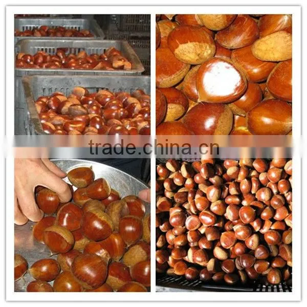 Bigbigbig Sweetsweetsweet Come On! Dangdong Chestnut photo-2