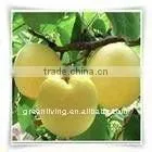 Fresh Pear,snow Pear, Golden Pear