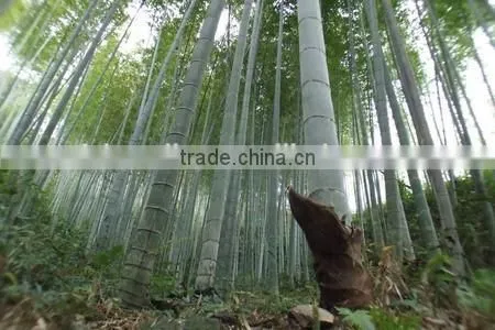 High Sprouting Rate Bamboo Seeds For Growing Bamboo Trees and Shoots photo-6