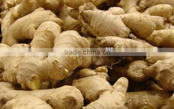MANUFACTURER VIETNAM GINGER (FRESH AND DRIED)