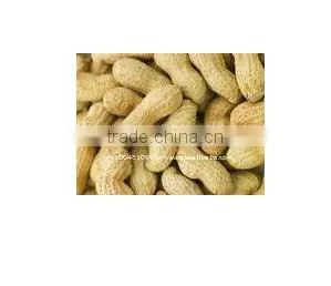 Indian Peanut in Shell