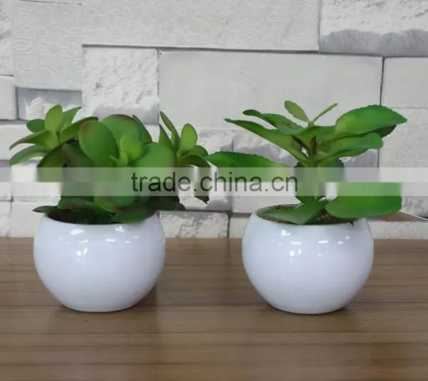 White Potted Mini Succulent Plants Bonsai photo-6