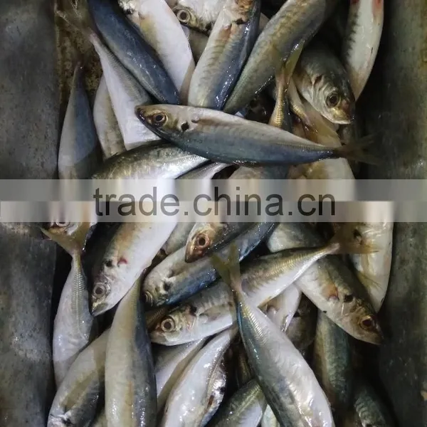 Hot Sale Frozen W/R Horse Mackerel Fresh Fish photo-4