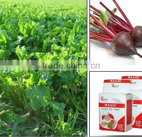 500g Magic Instant Yeast Instant Dry Export Yeast of China Supplier photo-5