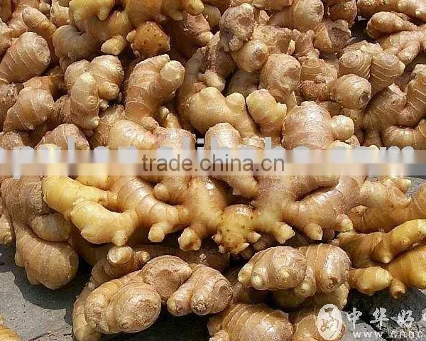 Ginger Oil(fragrance Oil)
