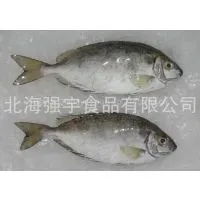 Frozen Rabbit Fish Whole Round