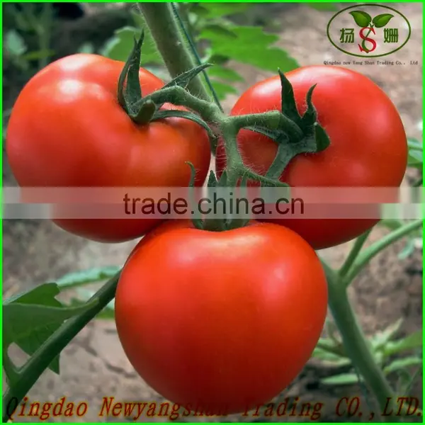 China's Shandong Province, the Best Fresh Tomato/tomato, Exported to Europe and America, Southeast Asia and India photo-5