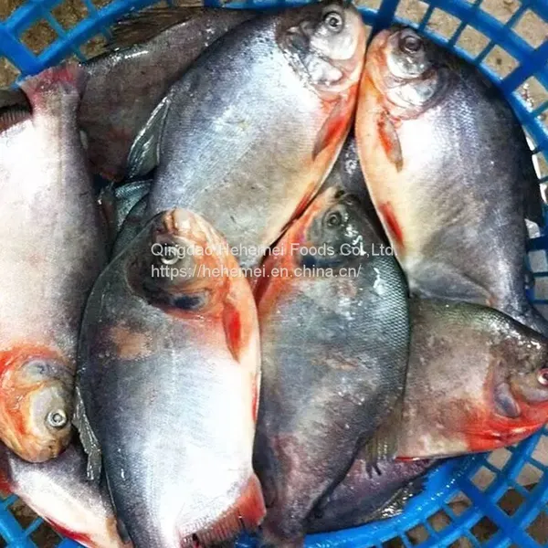Seafood Wholesale Frozen Fish Red Pomfret photo-4