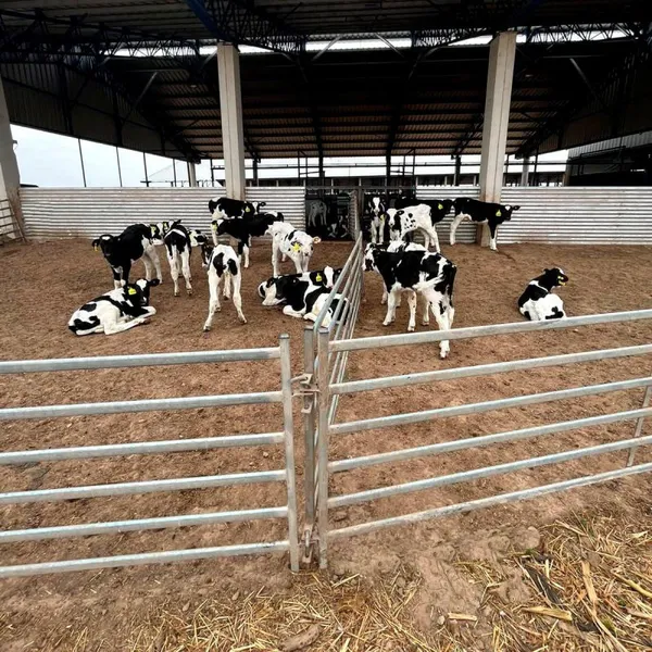Cheap Pen Horse Corral Panels Livestock Cattle Panels for Farm photo-6