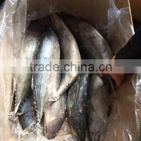 Frozen 1.5kg up Belted Bonito ( Sarda Orientalis) photo-5