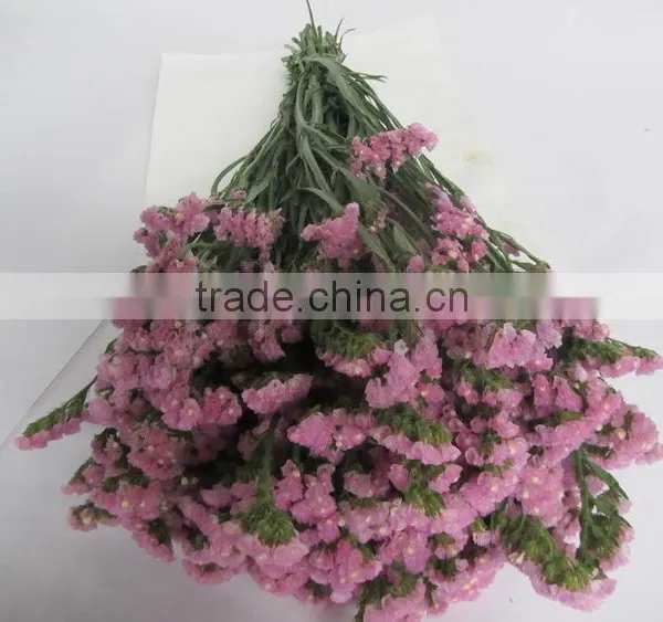 Colorful Hot Sale Decorative Supplies Myosotis photo-5