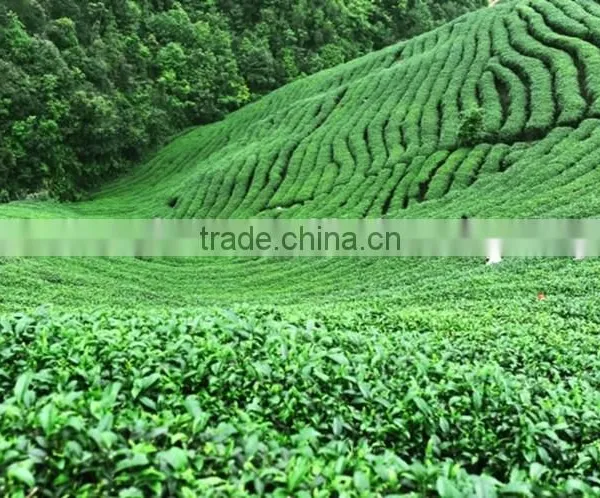 ISO Health Organic Tea for Weigh Loss for Sale in Vietnam photo-4