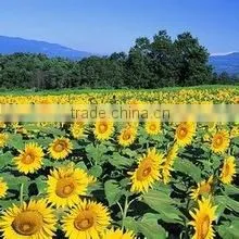 COOKING SUNFLOWER OIL photo-4