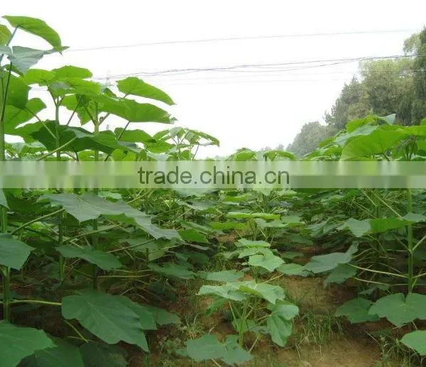 High Quality Paulownia Seed 9501 Seed For Paulownia Plants/Paulownia Elongata Seeds/paulownia Kawakamii photo-4