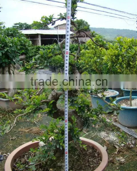 Landscaping and Outdoor Bonsai Usage Chinese Ulmus Pulila photo-2