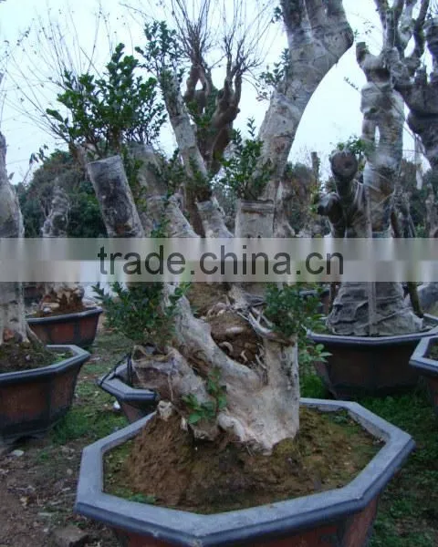 Lagerstroemia Indica L. Bonsai photo-4