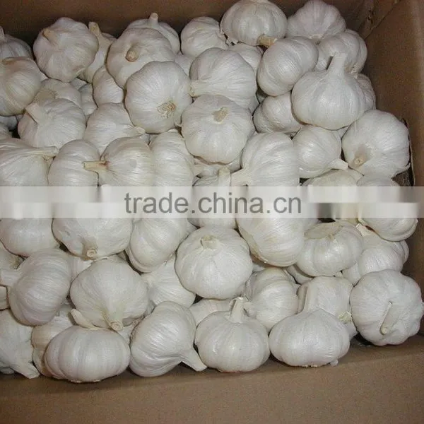 Chinese White Garlic