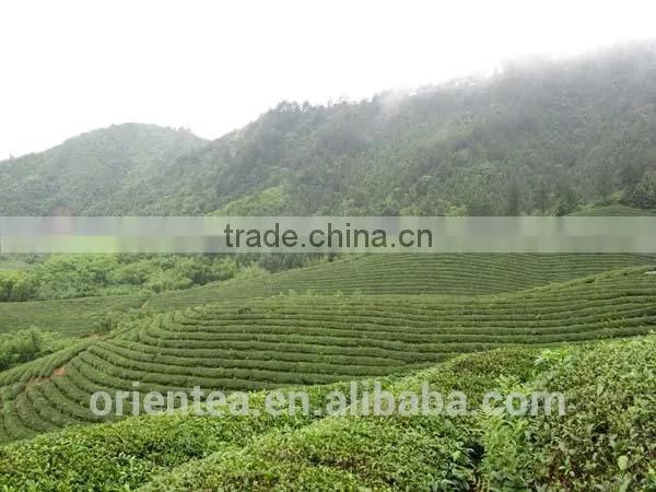 China Orgainc Black Tea photo-3