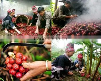 Vietnam Dried Style BLACK CARDAMOM Exporter photo-6