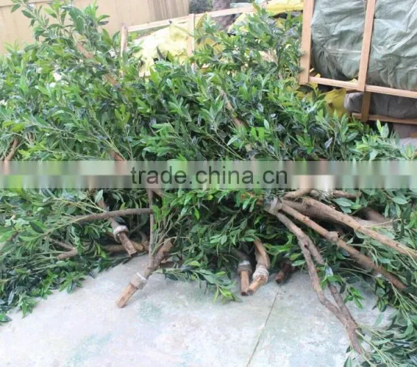Artificial Olive Tree , Large Fake Olive Tree for Sale photo-4