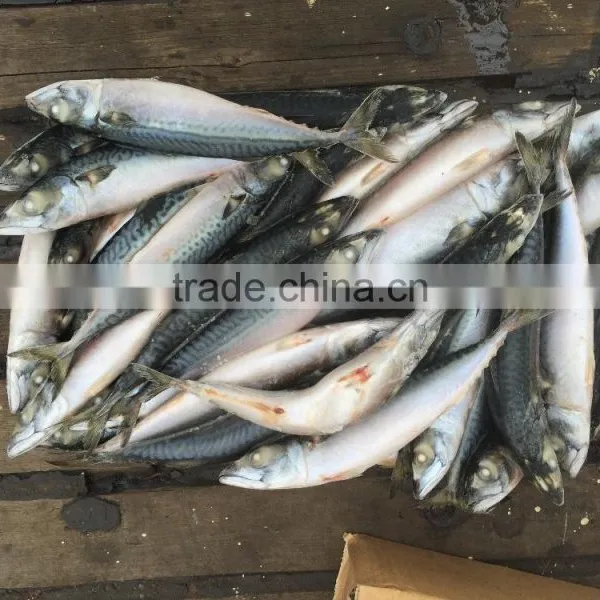 SeaFrozen Pacific Mackerel 2016 NEW SCOMBER JAPONICUS 200-300g photo-4