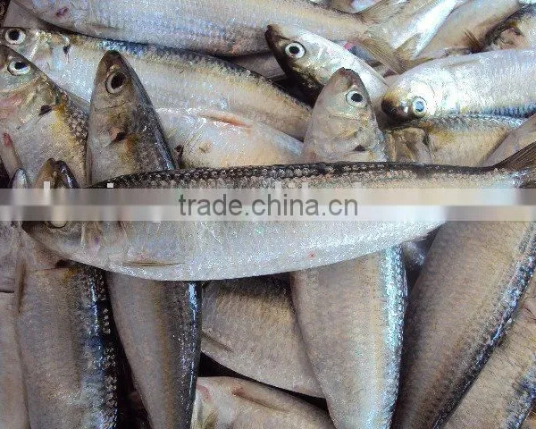 Frozen Sardine(sardinella Longiceps) photo-2
