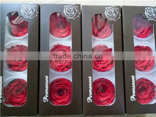 Everlasting Rose A Grade 6 to 7 cm Preserved Rose From Yunnan photo-2