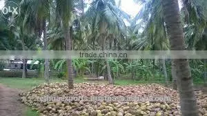 Fresh and Young Semi Husked Coco photo-5
