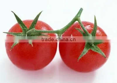 Tomato Paste Canned photo-4