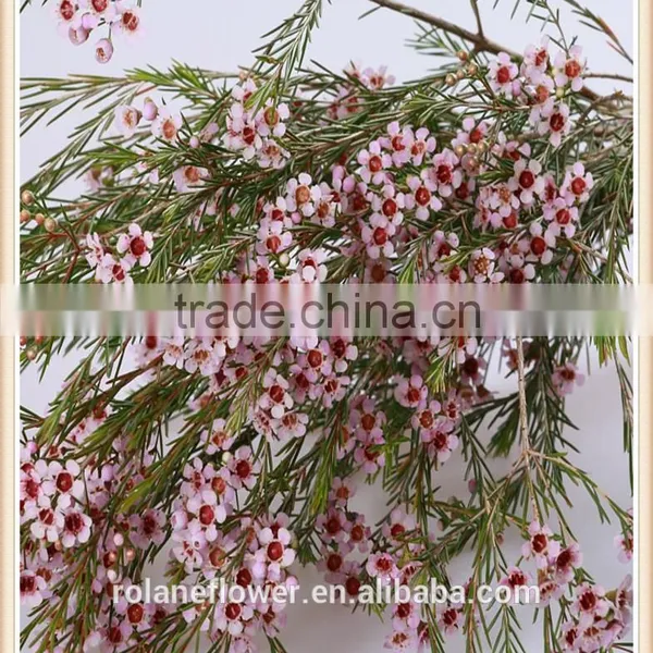 China Wholesale Outdoor Fresh Cut Wintersweet Plants photo-4