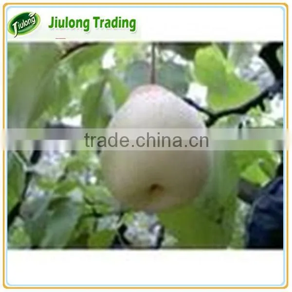Chinese Fresh Yellow Ya Pear photo-4