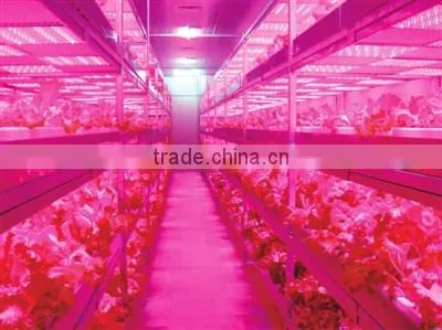 XQD Shenzhen Solar Power 3gp King 12W Led Grow Light photo-3