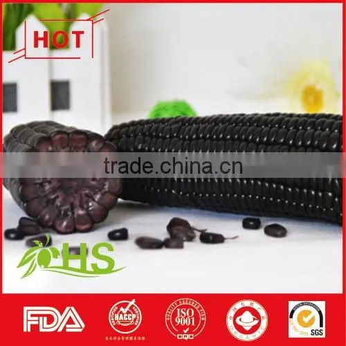 Sweet and Organic Purple Corn for Sale photo-4