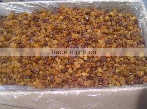INDIAN MALAYAR RAISIN BEST RATE photo-4