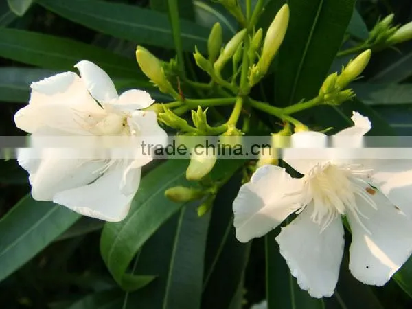 Blooming Nerium Indicum Milli of Outdoor Landscaping Foliage Decorative Ornamental Plants photo-3