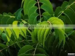 Neem oil manufacturer