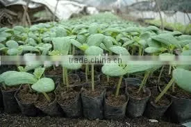 Hot Sale Seed Growing Nutritive Block Machine photo-3