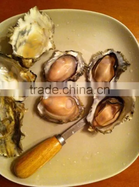 Live Pacific Oyster photo-3